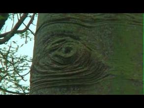 Embedded thumbnail for Bosque seco > Videos