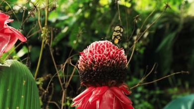 Embedded thumbnail for Un mundo en Palestina &gt; Videos