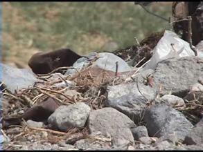 Embedded thumbnail for Naturaleza concreta > Videos