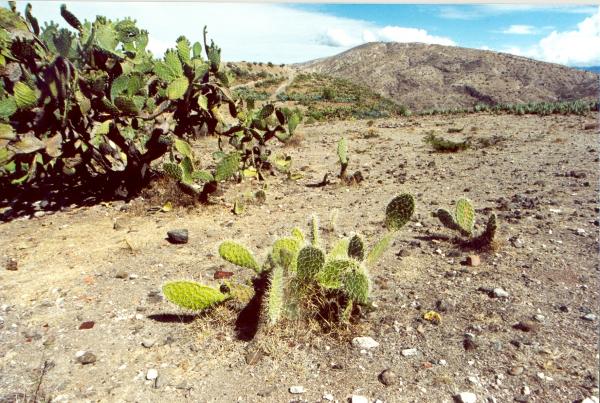 Localización de fosas en Cabitos en Ayacucho
