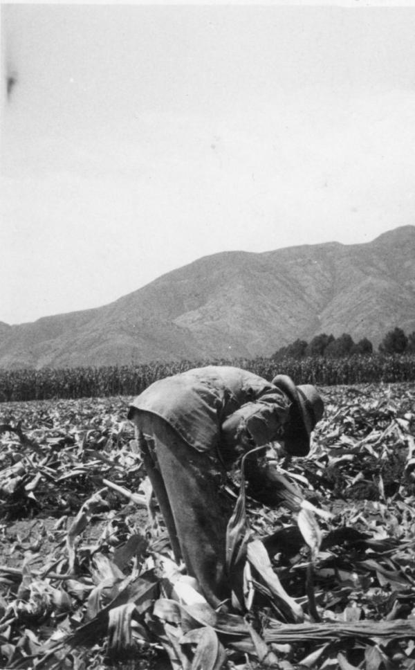 Fotografía de campesino en plena cosecha