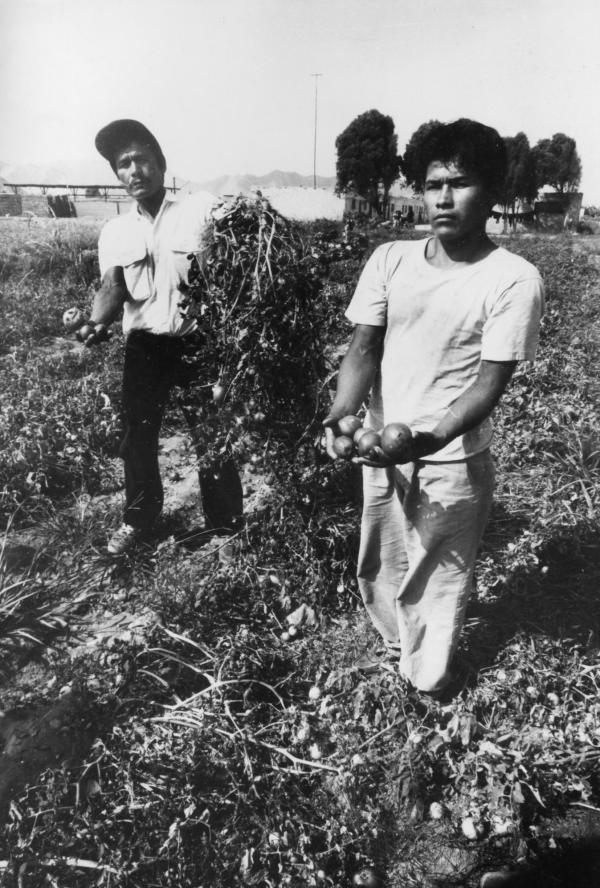 Fotografías de cosechas de tomate y sandias malogradas por bajos precios