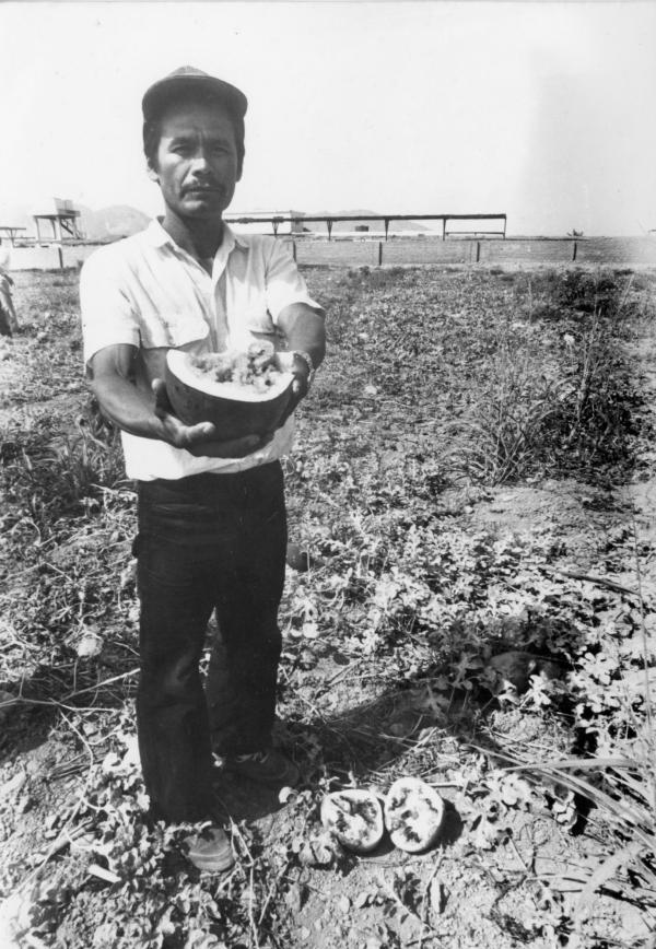 Fotografías de cosechas de tomate y sandias malogradas por bajos precios