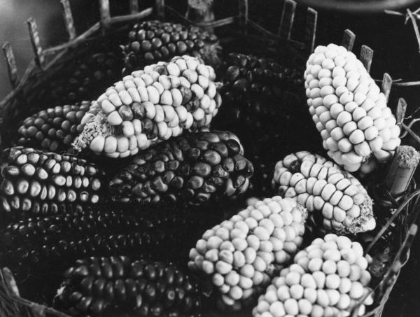Alimentación: Alimentos 6