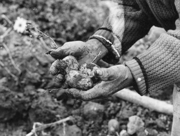 Alimentación: Alimentos 5