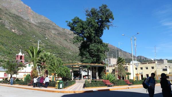 Árbol de Huancapi