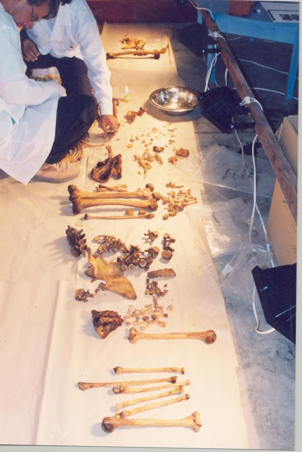 Limpieza e identificación de restos hallados en las fosas de Chuschi - Ayacucho