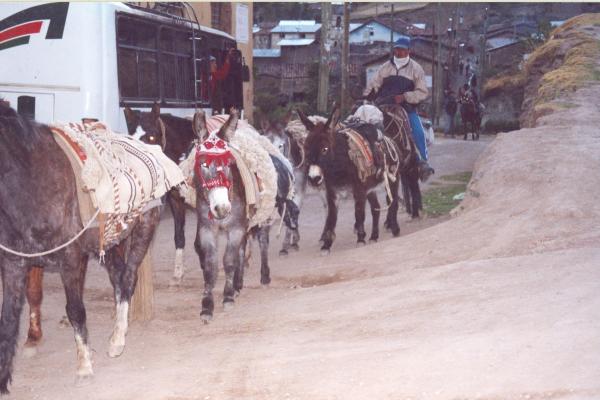 Exhumación en Totos - Ayacucho