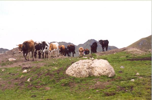 Visita de la Comisión de la Verdad y Reconciliación a Uchuraccay